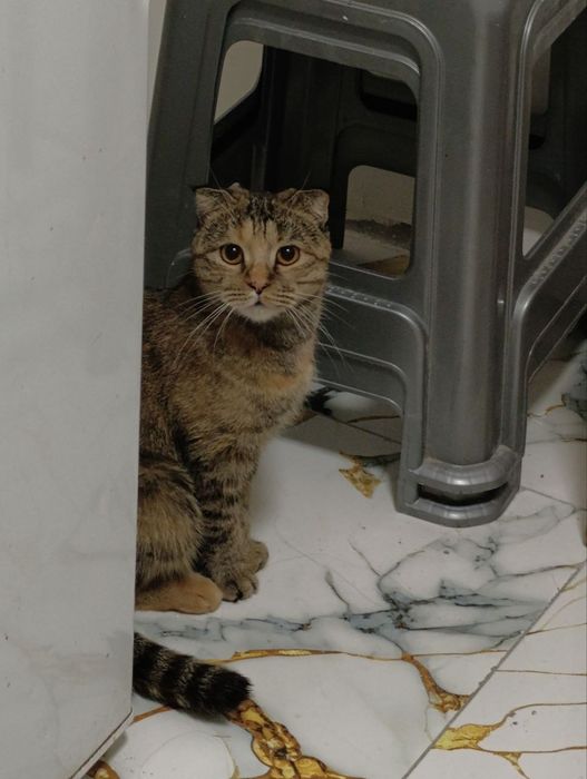 Шотландская веслоухая кошка
