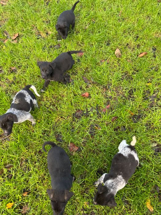 Подарявам кученца