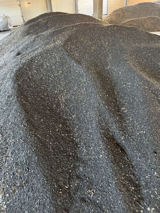 Floarea Soarelui recolta 2025