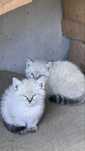 Котята мальчики
