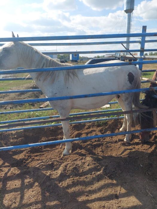 Продам 10 голов лошадей