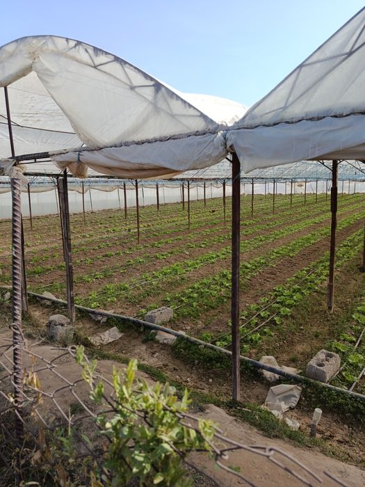 Участок 8- соток в Чиназе ,дешево