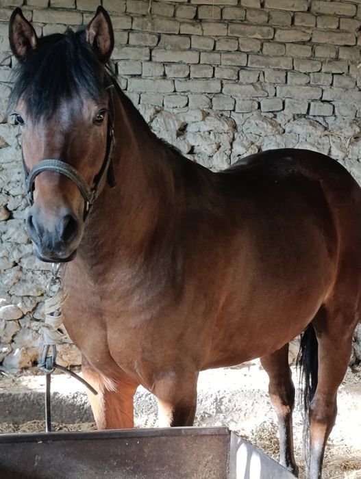 Сотамаааааааан тозззаааа корабайр зотдан