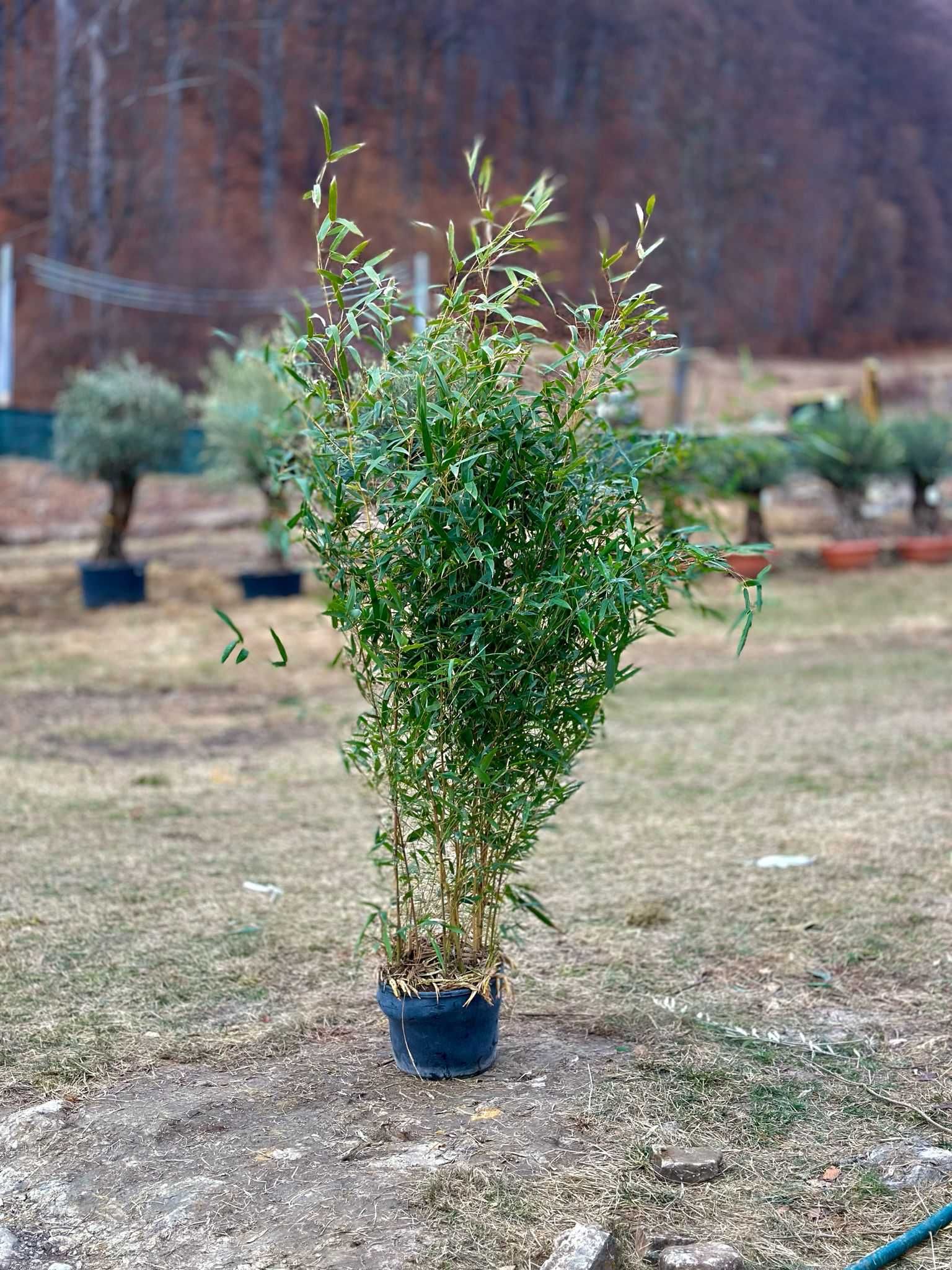 Plante Ornamentale pentru gradina ta