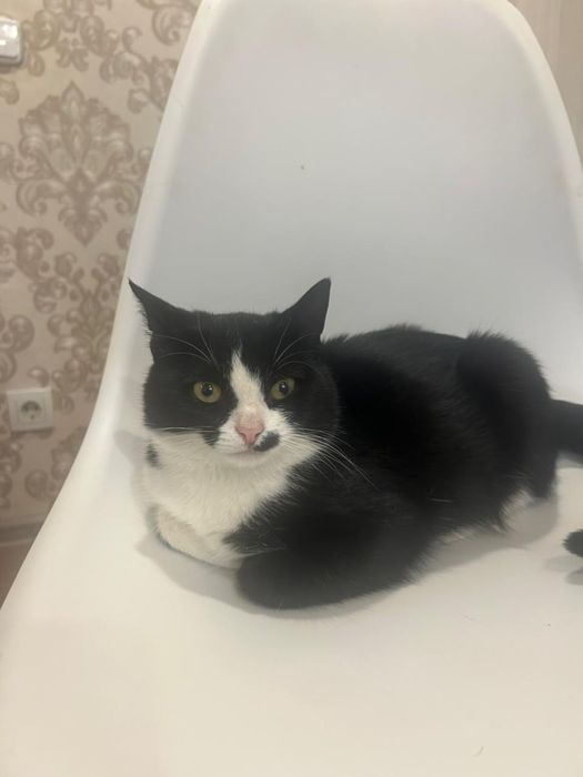 Котик в добрые руки
