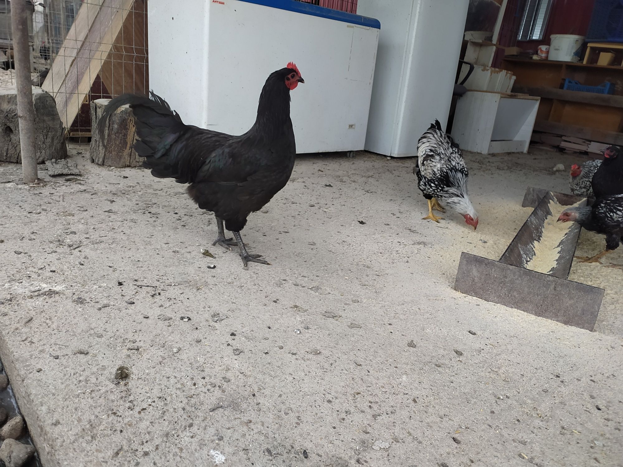 Cocoși Australorp