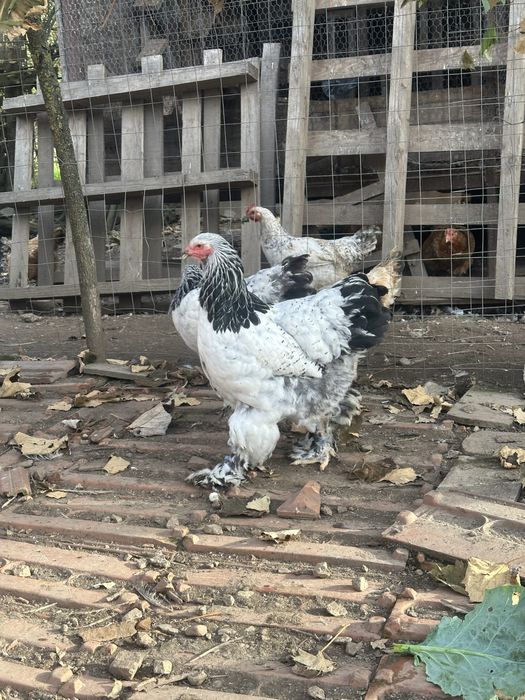 Găini si cocoși din rasa brahma !!!