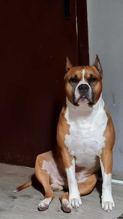 Американски стафордширски териер - елитни родители с родословие