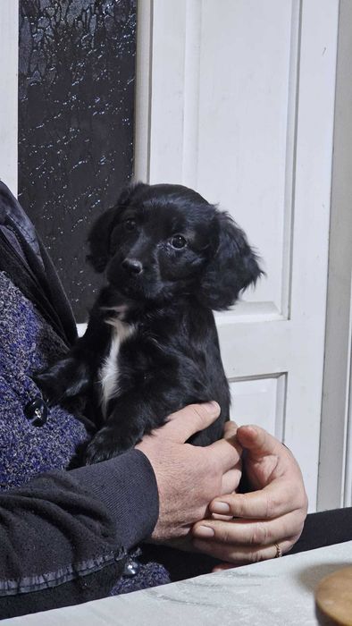 Pui Metis Cocker Spaniel - 3 fetițe (Adopție)