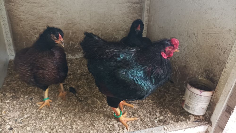 Combatant indian promoție