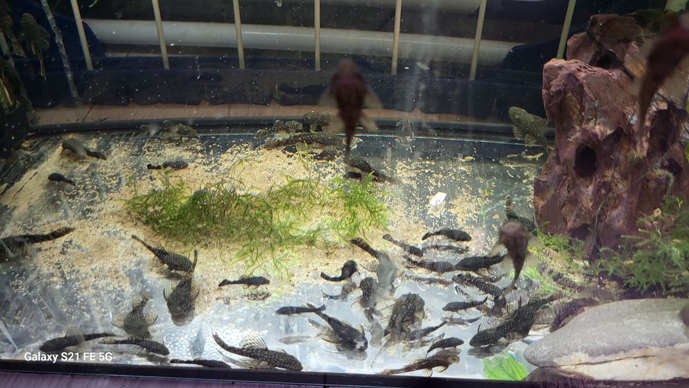 Pachete pui sanitari Ancistrusi sau dat jumatate