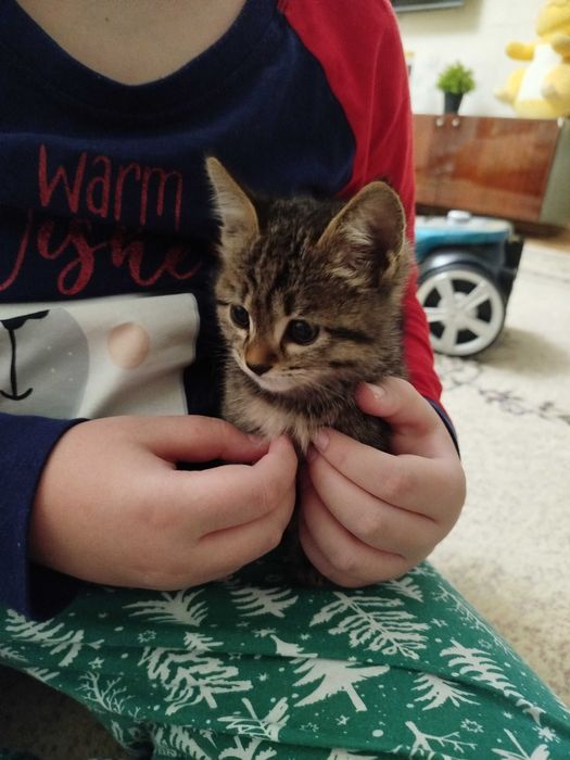 Отдам котенка в хорошие руки