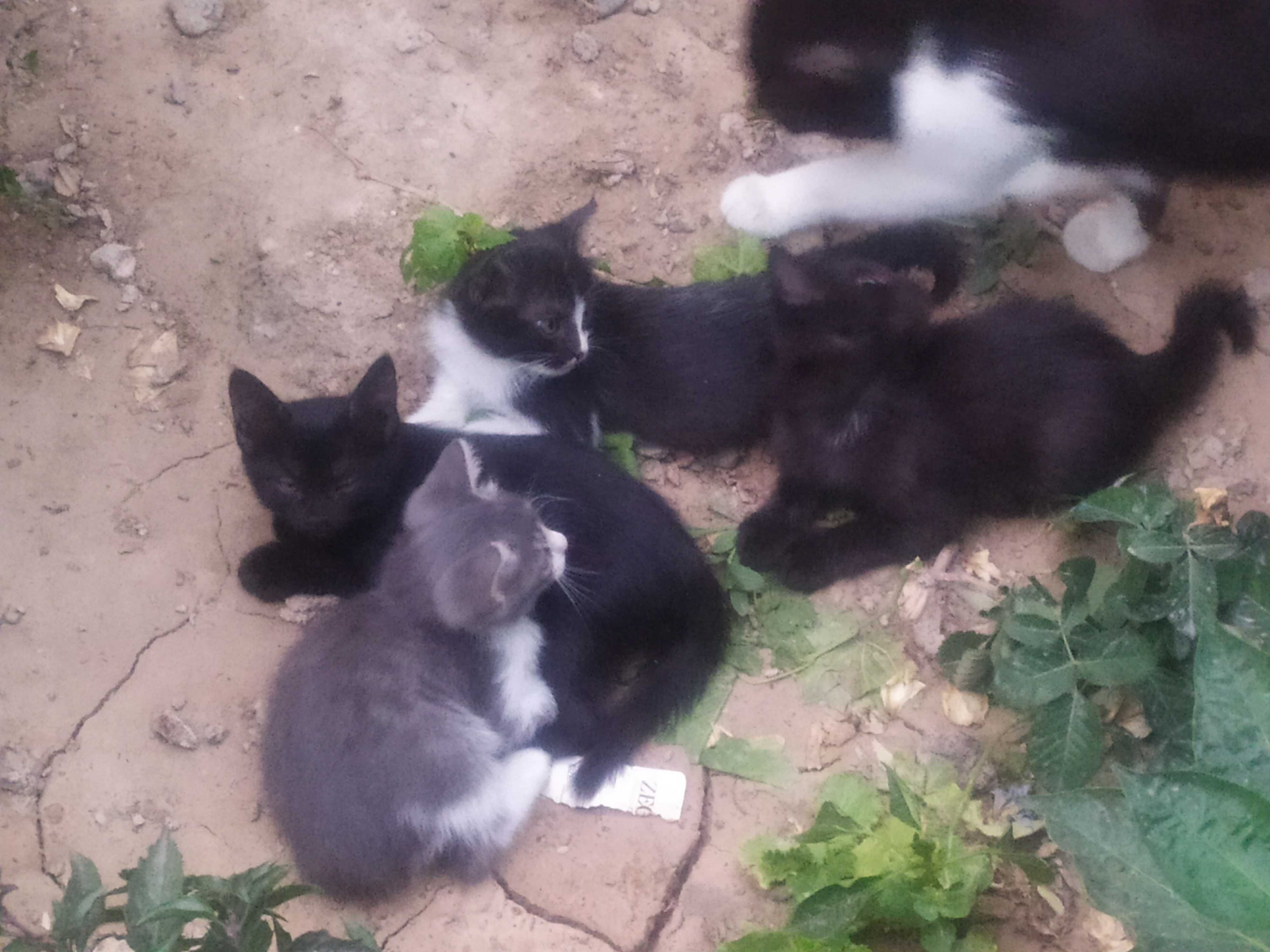 Кошки мушукчалар