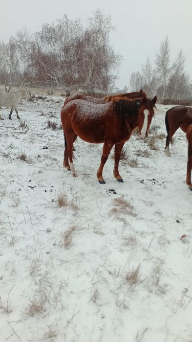 продам байтал породистая