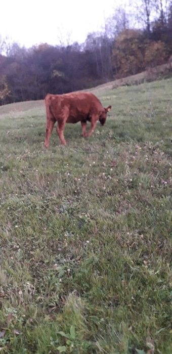 Vaca angus cu certificat de origine si o vitea.