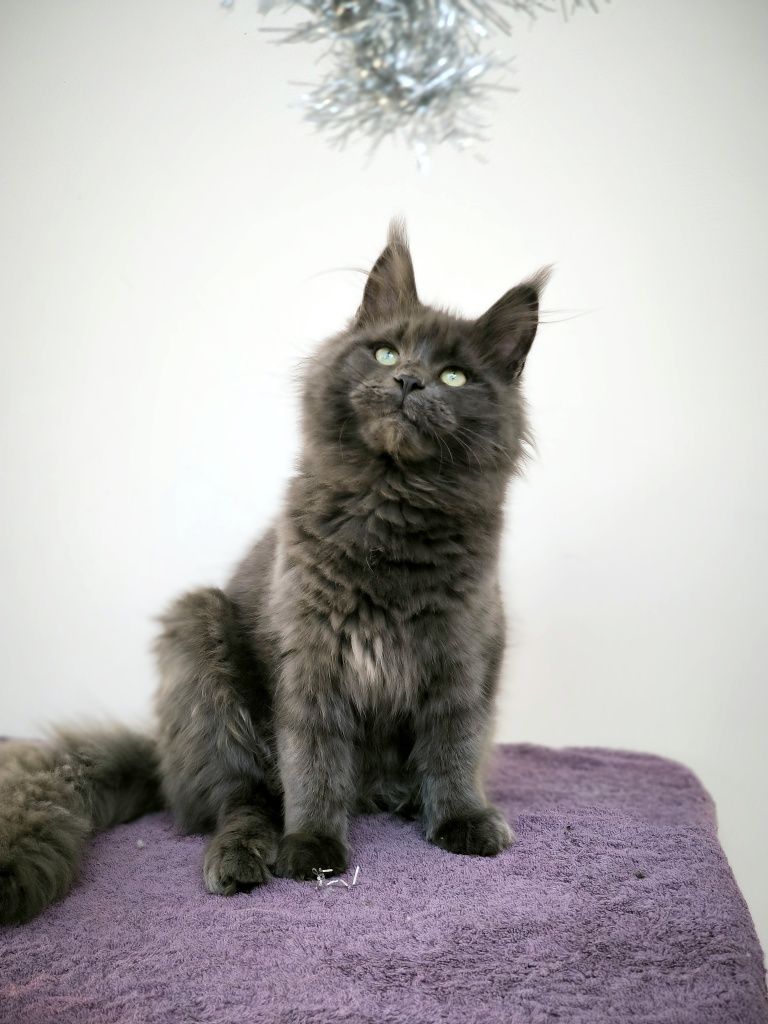 Котята породы мейн-кун