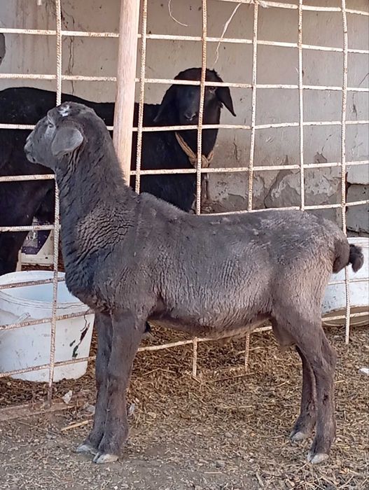 Кучкор бара  сотилади