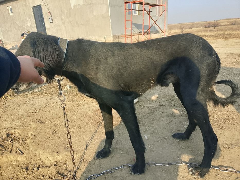 Кумай тазы 4кар баскан