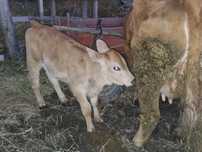 Vaca în vârstă de 6 ani și vitica de o luna