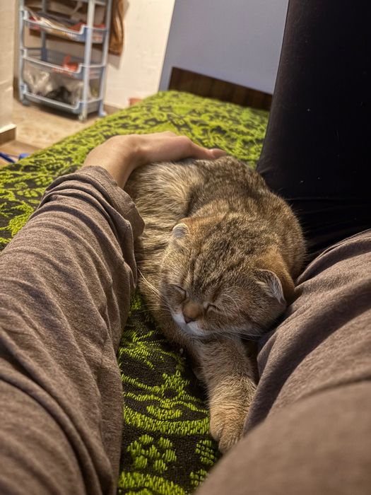 Golden chinchilla X Scottish fold kitten to a good home