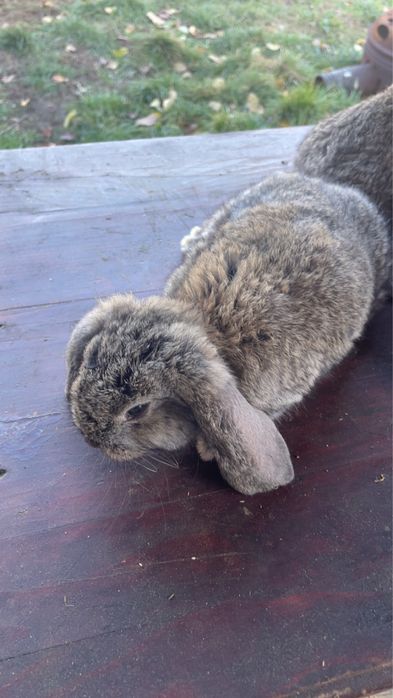 Iepuri berbec german