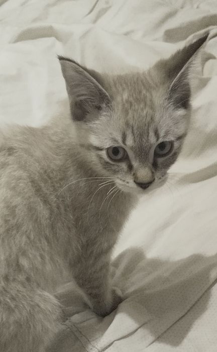 Продаётся котёнок гибрид