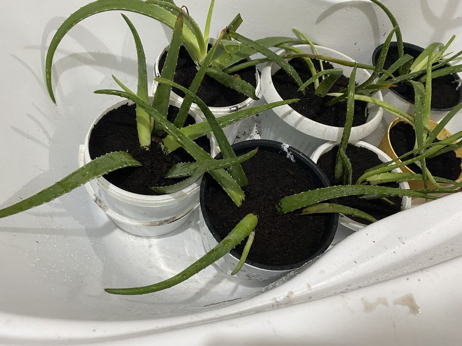 Алоэ      Трёхлетник