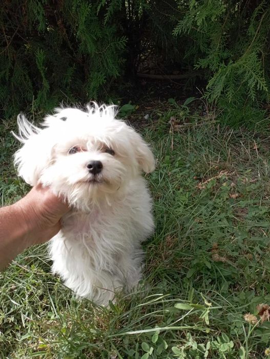 Малтийска болонка на 8 месеца