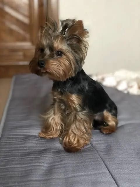 Передержка животных