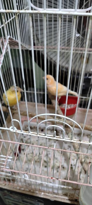 Продам канарэку самка исамэц