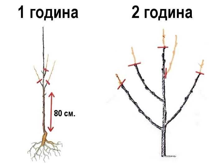 Райска ябълка Налични 3 сорта сорт "Джиро"( Чинибули) , Фую И Костата