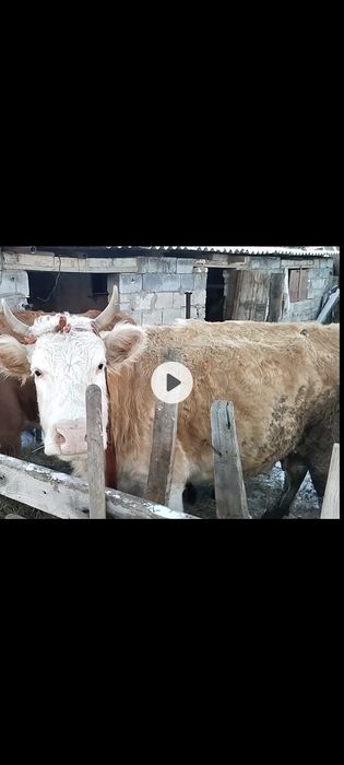 Екі семіз сиыр откорымда тұр сатылады