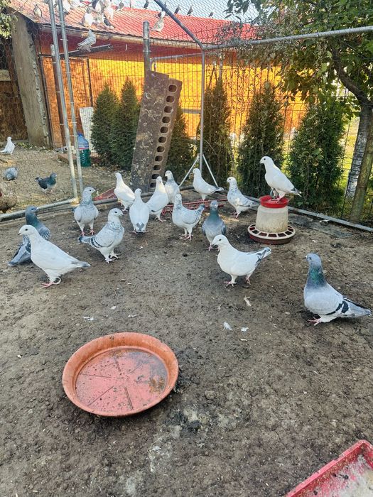 Porumbei standard si galateni