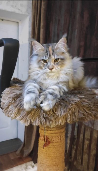 Мейн кун полидакт