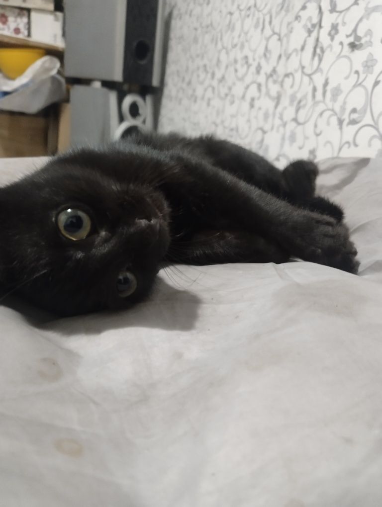 Кот мальчик в добрые руки