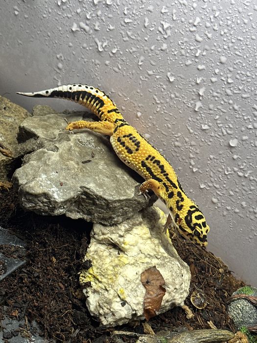 Gecko   leopard.