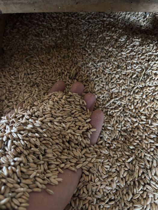 Triticale de vanzare