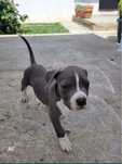 Donez Amstaff 6 luni