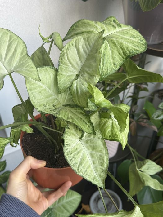 Продам комнатные цветы