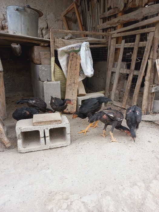 дакканг жужалари сотилади макиён тухумлаябди жужаларни ота онаси нархи