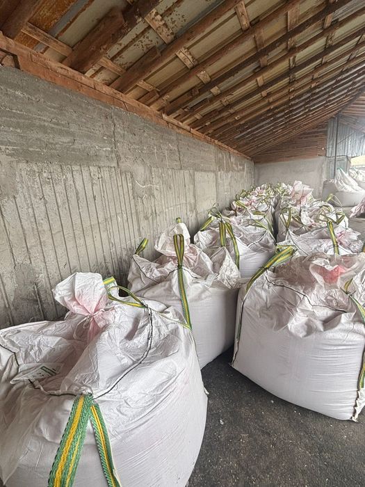 Vând sămânță grâu avenue alckantara si glosa