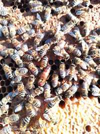 Vând familii de albine
