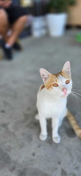 Adoptie donez Motan portocaliu cu alb 7-8 luni