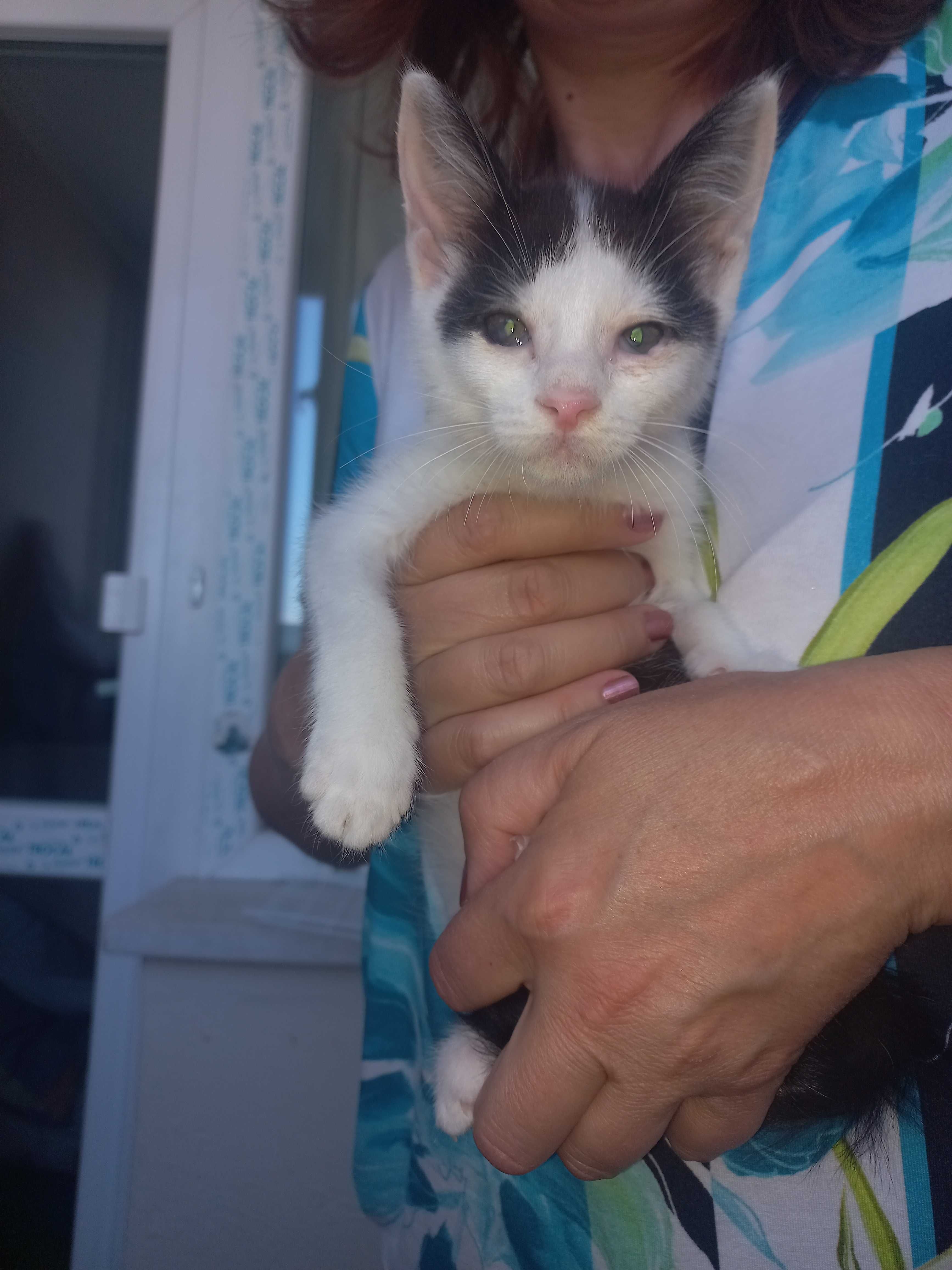 Подарявам котенца