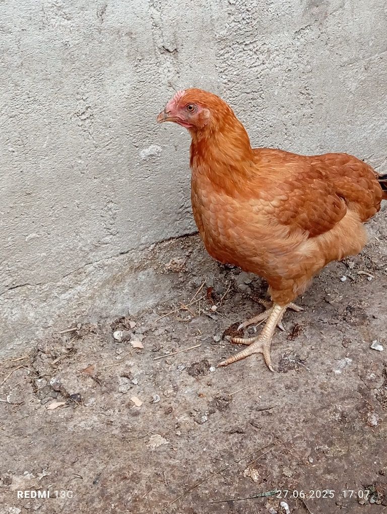Vând pui de rasă mixtă