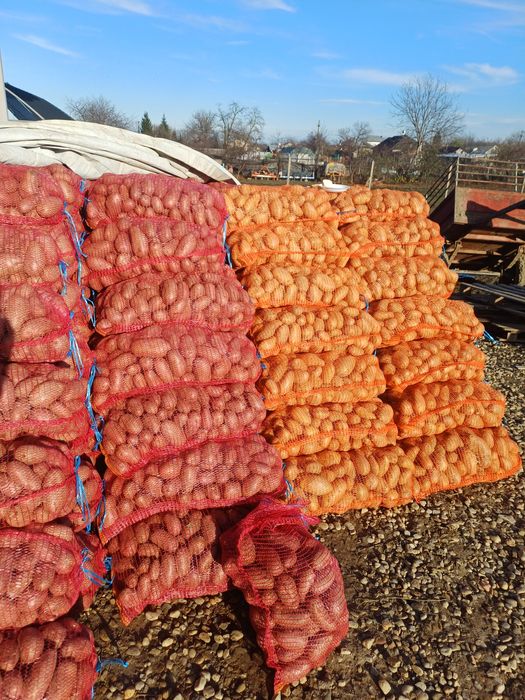 Cartofi consum alb si rosu