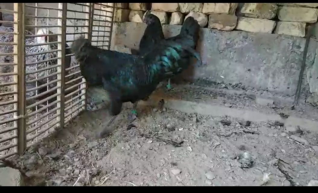 Ayam cemani tuxumiga zakaz olaman