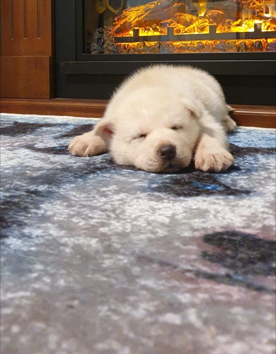 Cățelușă Husky Deosebită