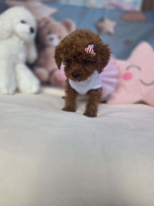 Той пудел/Poodle toy/Момиче с документ за произход