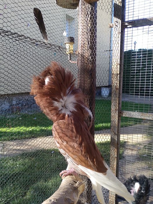 Гълъби Якалии Самоков